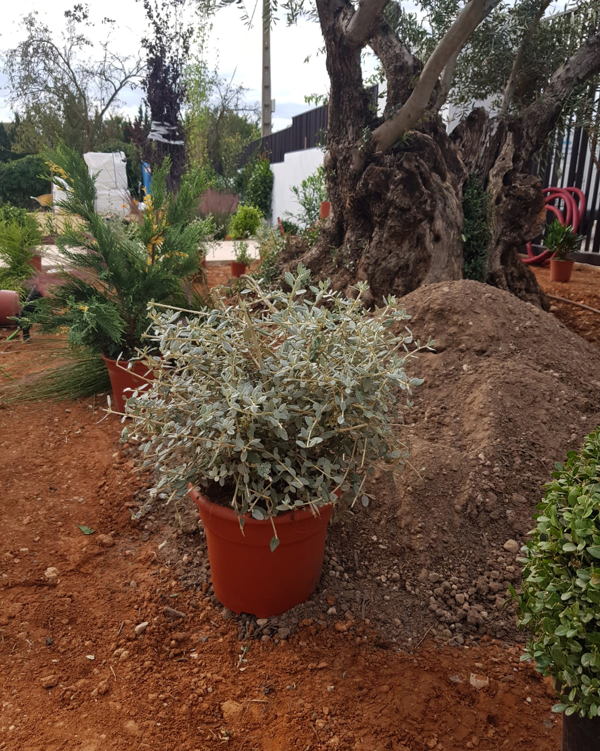 Baobao-paisajismo-B0719-proceso-6