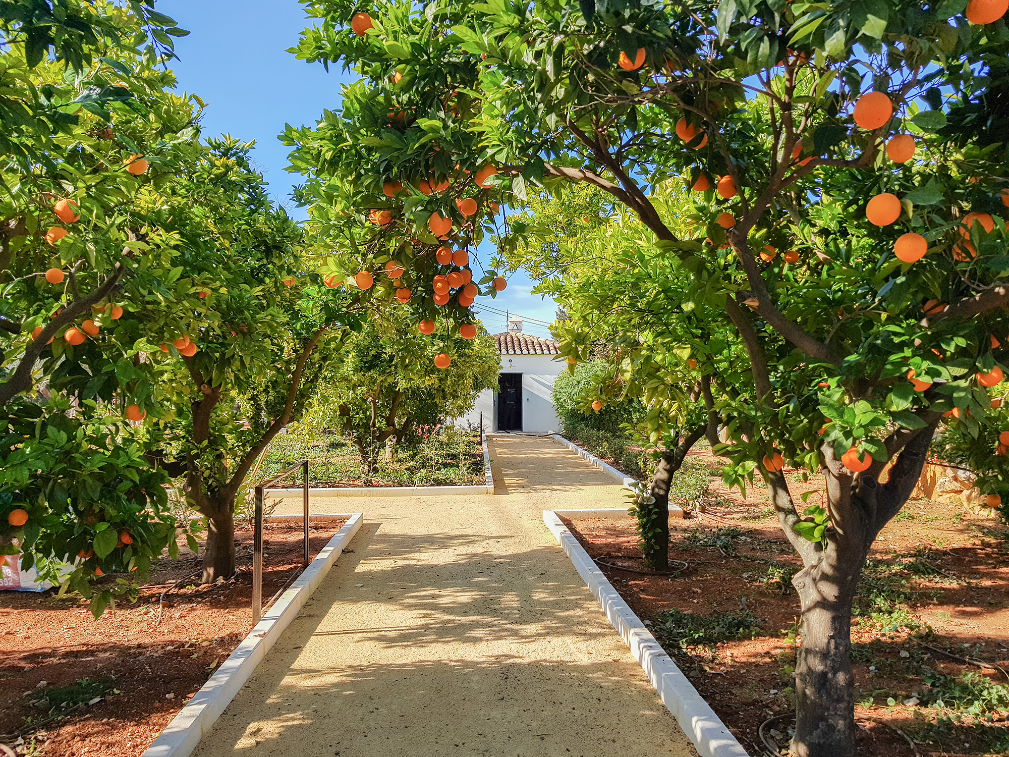 Baobao-paisajismo-B216-13