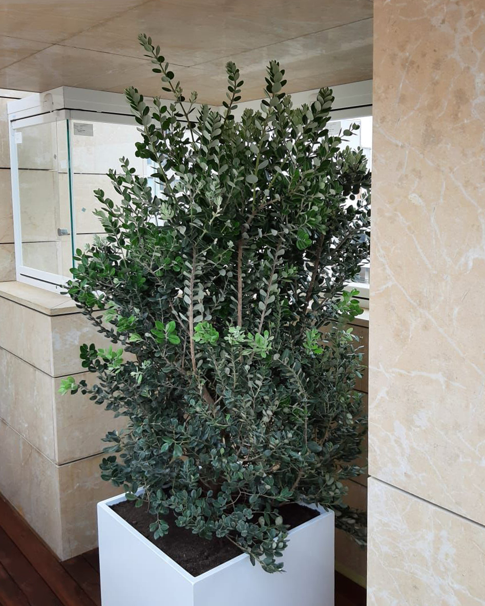 Baobao-paisajismo-terraza-navarro-8