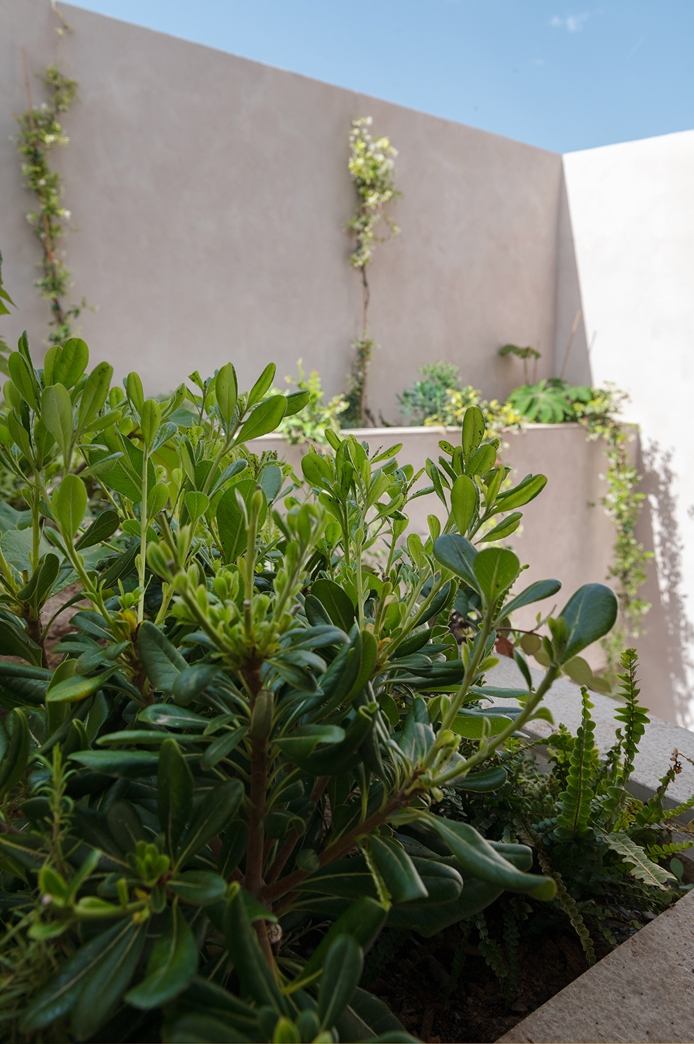 Diseño terraza urbana cabanyal baobao valencia 16