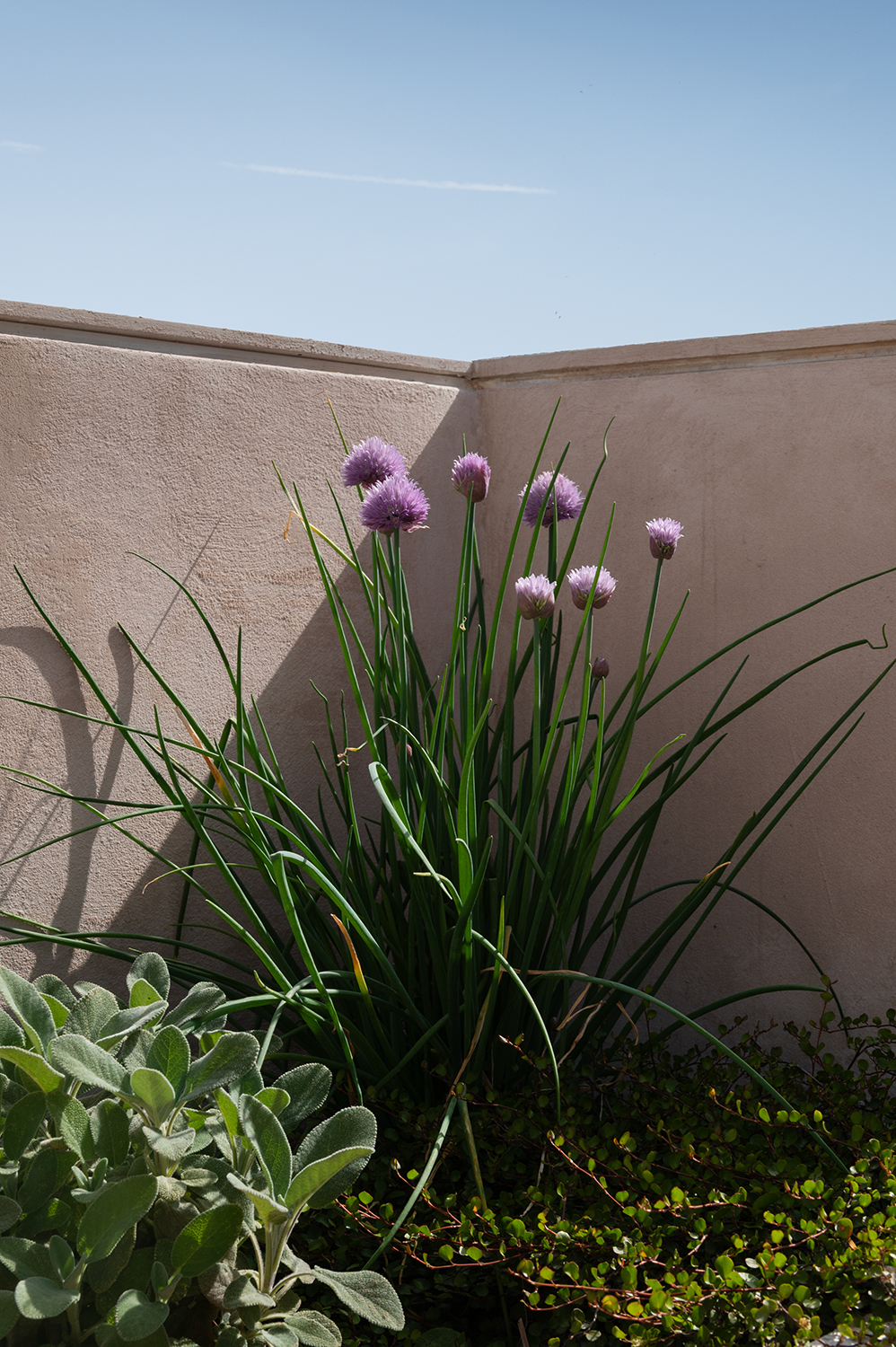 Diseño terraza urbana cabanyal baobao valencia 18
