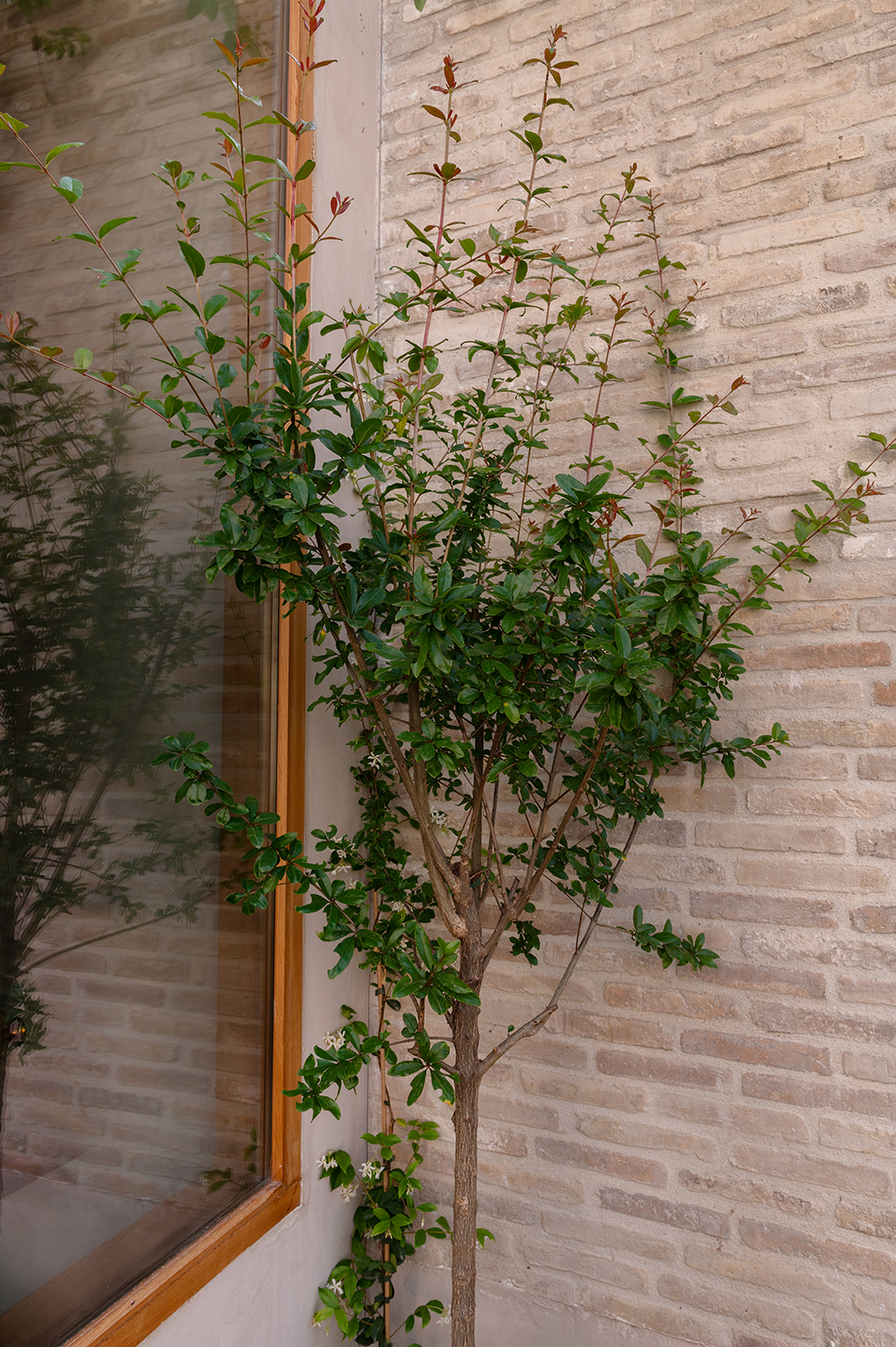 Diseño terraza urbana cabanyal baobao valencia 4