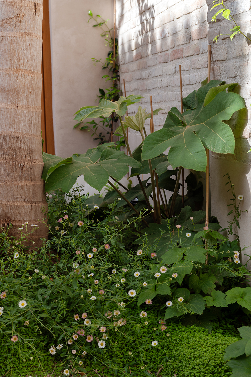 Diseño terraza urbana cabanyal baobao valencia 7