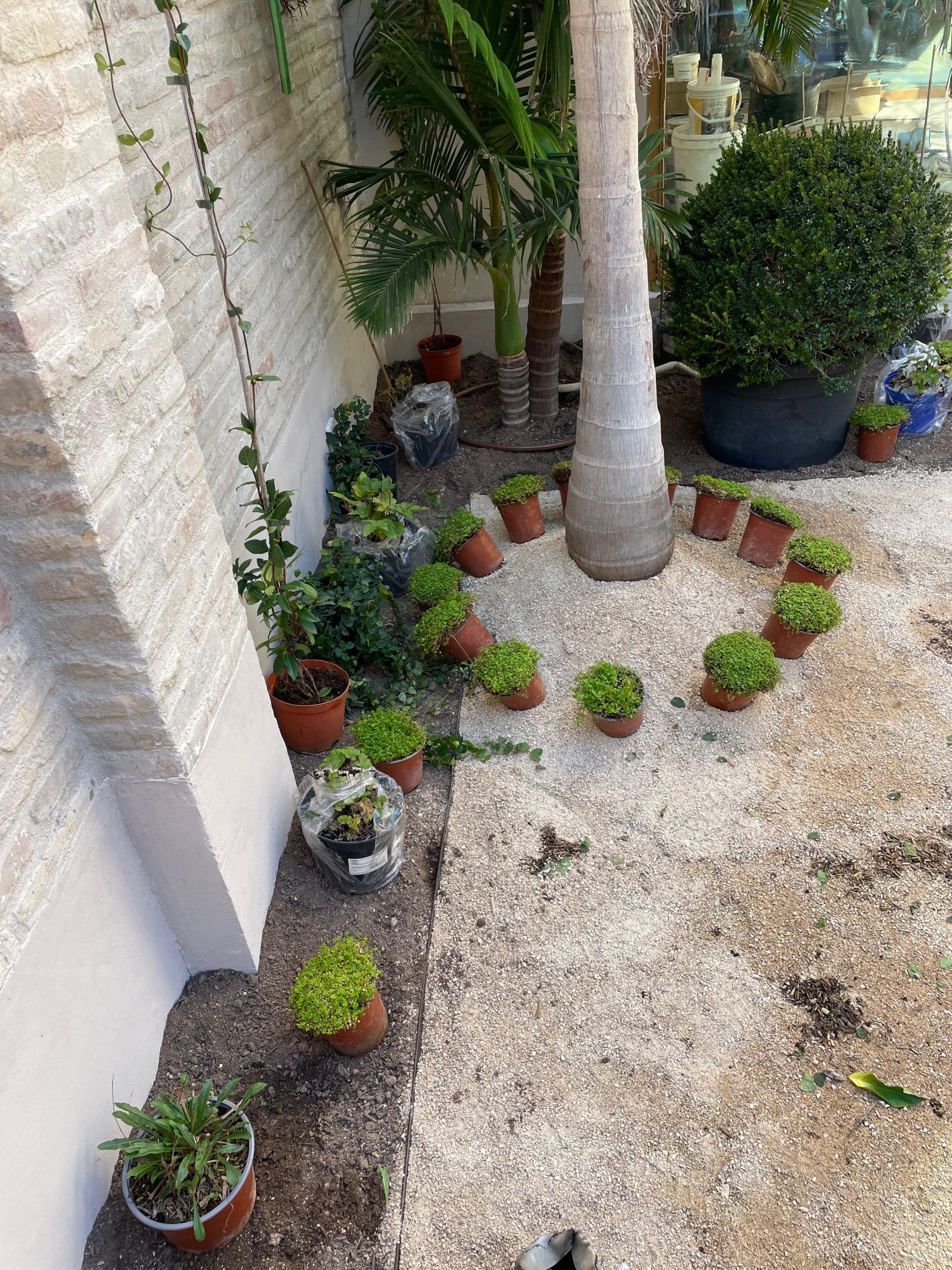 Proceso terraza urbana cabanyal baobao valencia 11