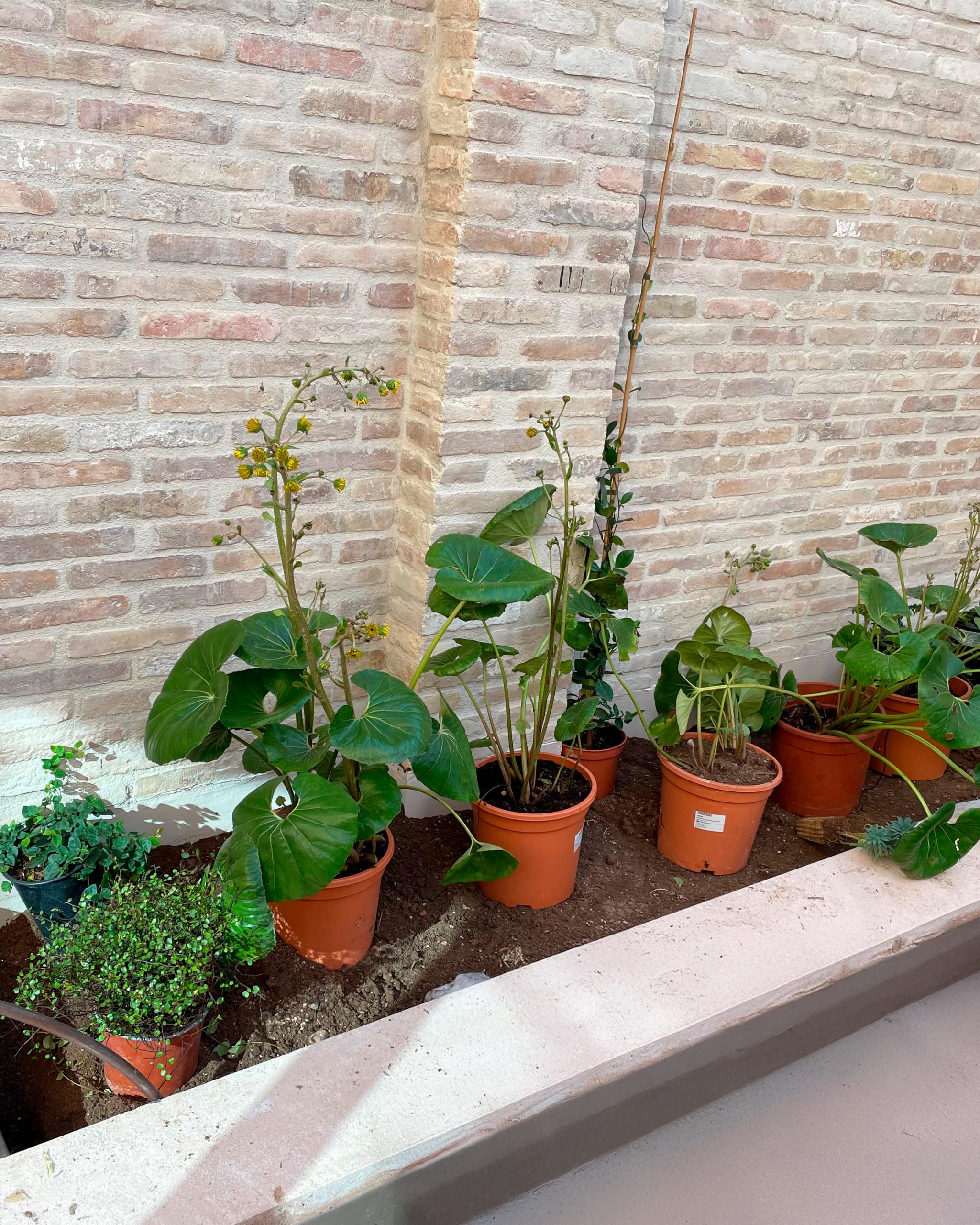 Proceso terraza urbana cabanyal baobao valencia 5