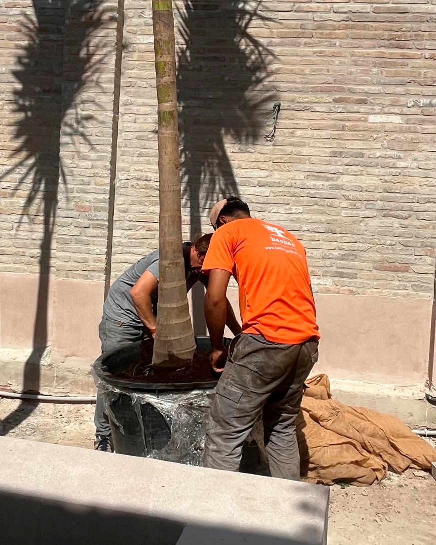 Proceso terraza urbana cabanyal baobao valencia 7
