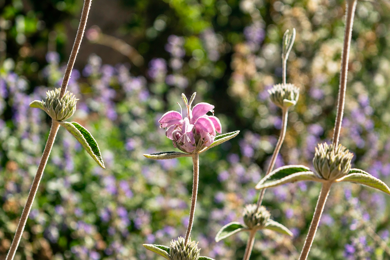 Jardin-ElBosque-Valencia-Baobao-19