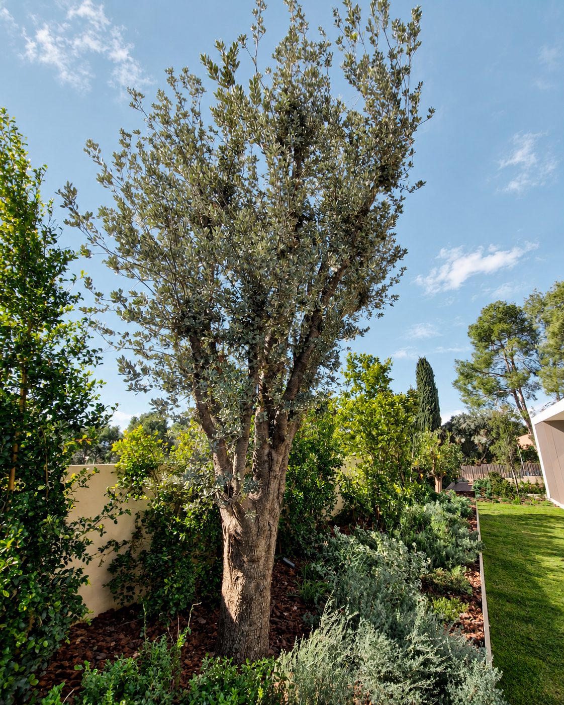 Jardin-ElBosque-Valencia-Baobao-23
