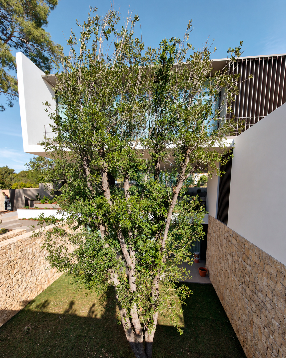 Jardin-ElBosque-Valencia-Baobao-32