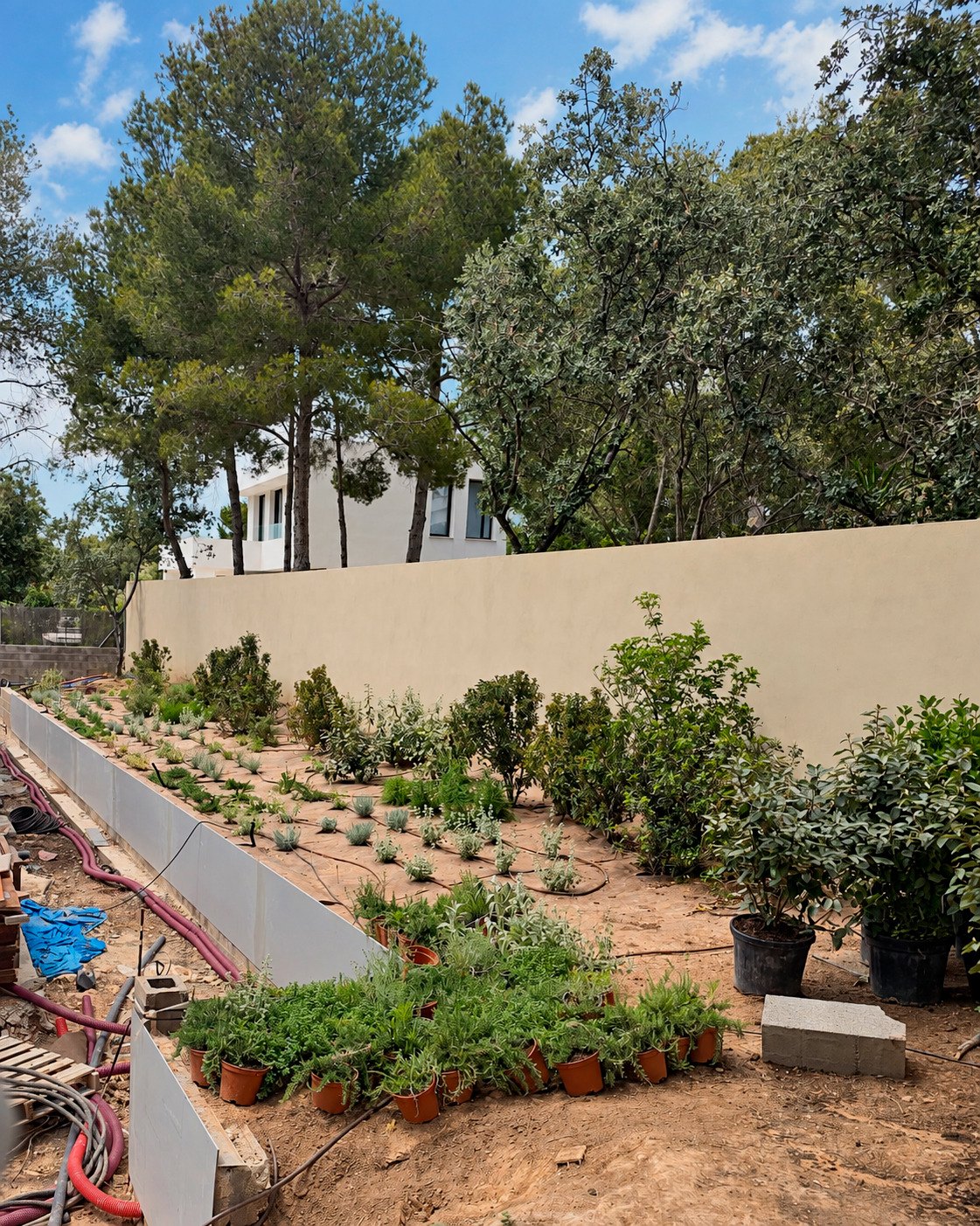 Jardin-ElBosque-Valencia-Baobao-Proceso10