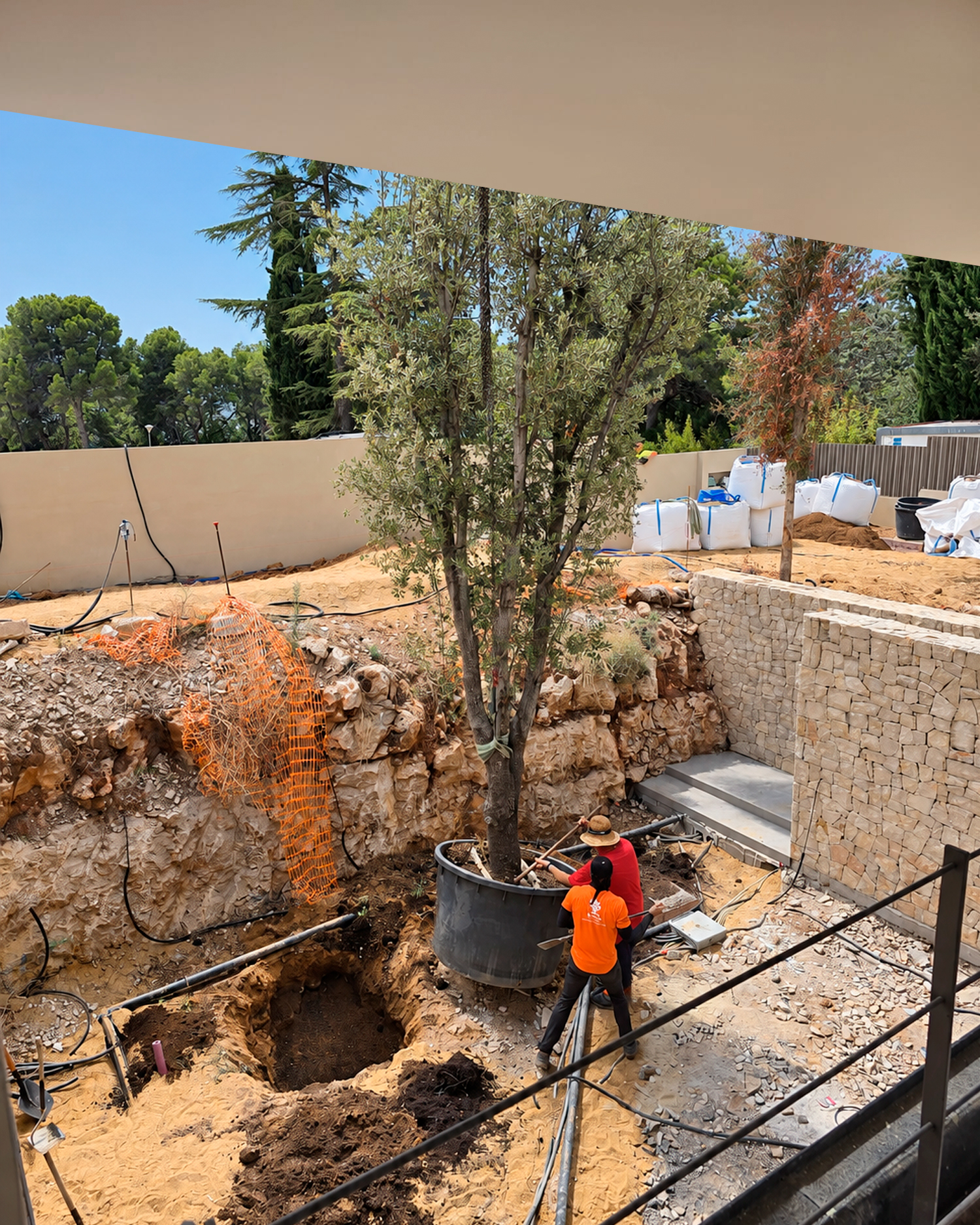 Jardin-ElBosque-Valencia-Baobao-Proceso17