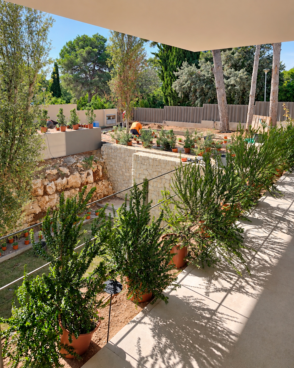 Jardin-ElBosque-Valencia-Baobao-Proceso18