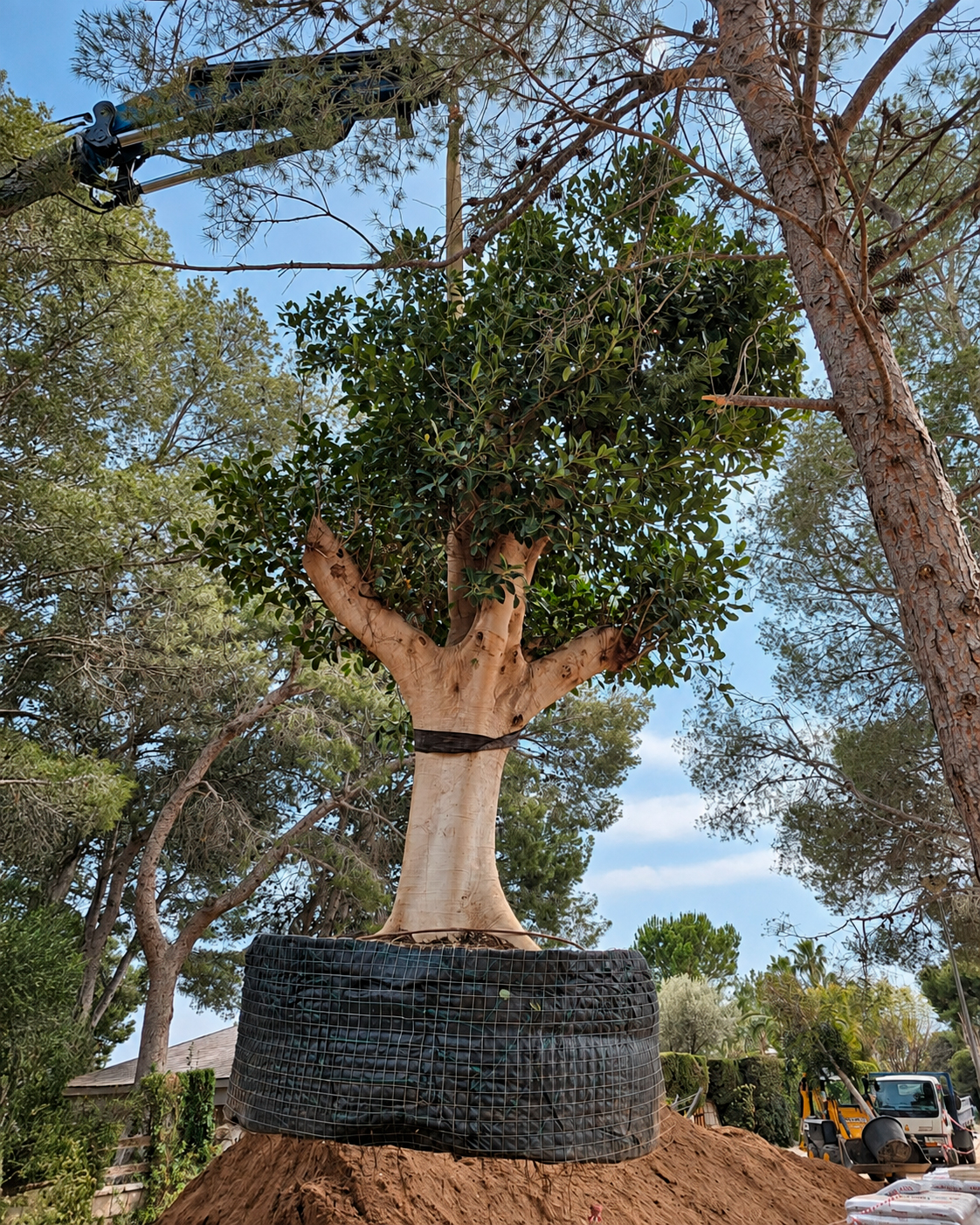 Jardin-ElBosque-Valencia-Baobao-Proceso28