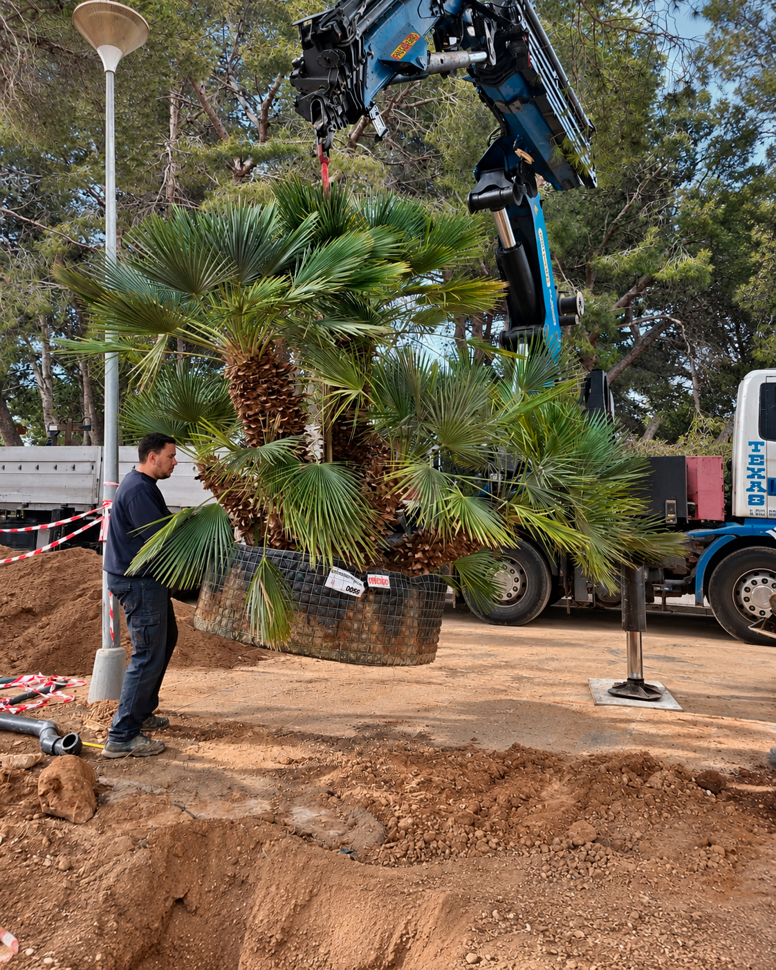 Jardin-ElBosque-Valencia-Baobao-Proceso29
