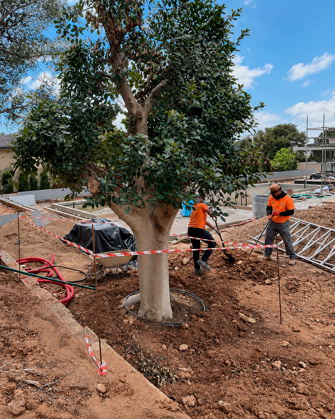 Jardin-ElBosque-Valencia-Baobao-Proceso30